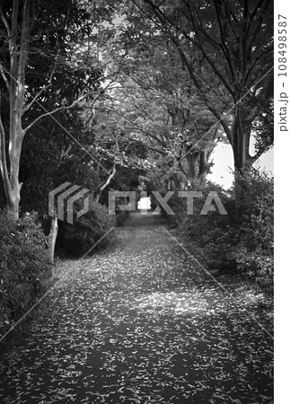 （モノクロ写真）秋の午後、静かな落ち葉の小道 108498587