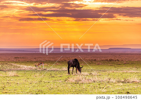 Kenya Landscape Sunset Sunrise Sundowner Wildlife animals savannah grassland wilderness hill shrubs great rift valley maasai mara national game reserve narok county kenya east africa Kenya Landscape Sunset Sunrise Sundowner Wildlife animals savannah grassland wilderness hill shrubs great rift valley maasai mara national game reserve narok county kenya east africa 108498645