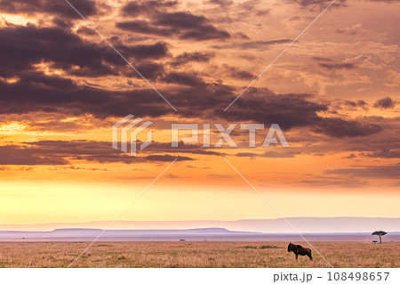 Kenya Landscape Sunset Sunrise Sundowner Wildlife animals savannah grassland wilderness hill shrubs great rift valley maasai mara national game reserve narok county kenya east africa 108498657