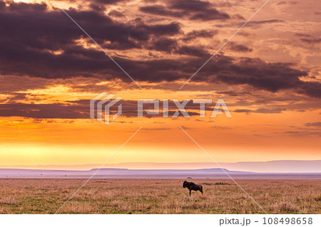 Kenya Landscape Sunset Sunrise Sundowner Wildlife animals savannah grassland wilderness hill shrubs great rift valley maasai mara national game reserve narok county kenya east africa Kenya Landscape Sunset Sunrise Sundowner Wildlife animals savannah grassland wilderness hill shrubs great rift valley maasai mara national game reserve narok county kenya east africa 108498658