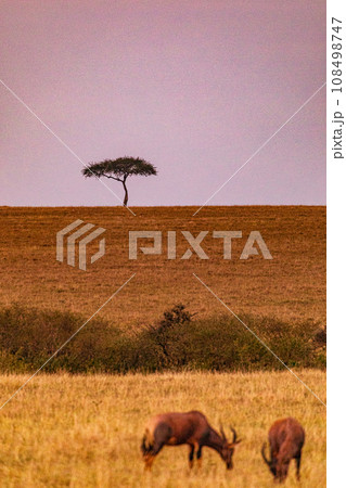 Kenya Landscape Sunset Sunrise Sundowner Wildlife animals savannah grassland wilderness hill shrubs great rift valley maasai mara national game reserve narok county kenya east africa Kenya Landscape Sunset Sunrise Sundowner Wildlife animals savannah grassland wilderness hill shrubs great rift valley maasai mara national game reserve narok county kenya east africa 108498747