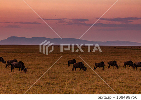 Kenya Landscape Sunset Sunrise Sundowner Wildlife animals savannah grassland wilderness hill shrubs great rift valley maasai mara national game reserve narok county kenya east africa 108498750