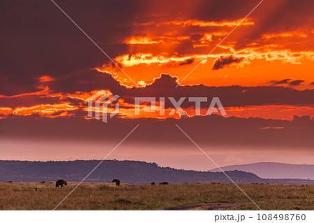 Kenya Landscape Sunset Sunrise Sundowner Wildlife animals savannah grassland wilderness hill shrubs great rift valley maasai mara national game reserve narok county kenya east africa 108498760