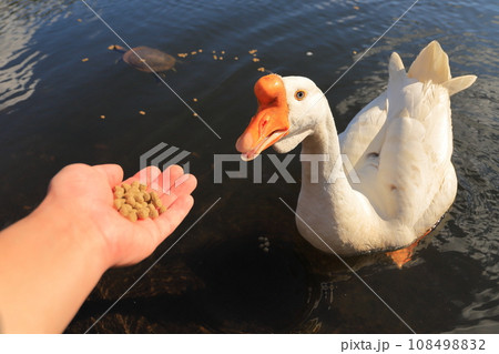 手から餌を食べてくれるガチョウ 108498832