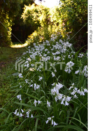 アリウム・トリケトラム 108499411