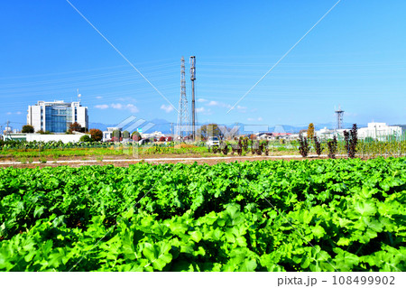 あきる野市役所方面を望む(東京都あきる野市)【2023.11】 108499902