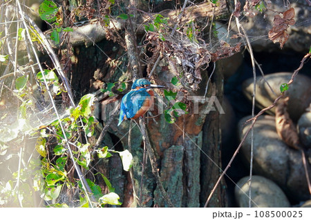 カワセミ カワセミ 108500025