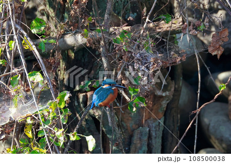 カワセミ 108500038