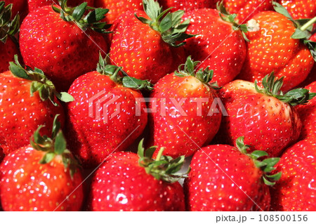 ▼▼いちご▼いちご▼苺▼▼ ~¨* Strawberry *¨~ ▼▼いちご▼いちご▼苺▼▼ ~¨* Strawberry *¨~ 108500156