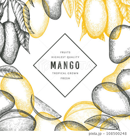 Hand drawn sketch style mango banner. Organic fresh fruit vector illustration. Retro mango fruit design template 108500248