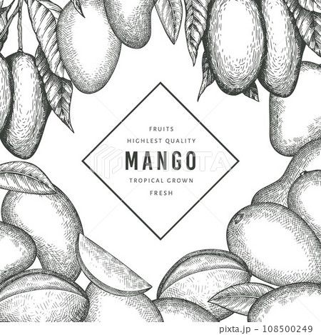 Hand drawn sketch style mango banner. Organic fresh fruit vector illustration. Retro mango fruit design template 108500249