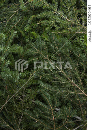 zoom on a pile of fir branches zoom on a pile of fir branches 108500465