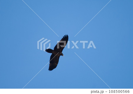 Bearded vulture. 108500566