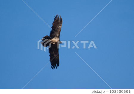 Bearded vulture. 108500601