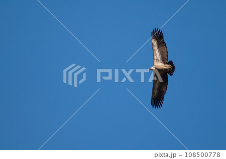 Griffon vulture in flight. 108500778