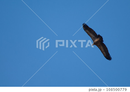 Griffon vulture in flight. 108500779