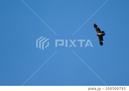 Bearded vulture. Bearded vulture. 108500783