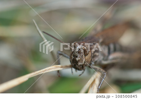 Grasshopper. Grasshopper. 108500845