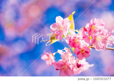 河津桜 満開 河津桜 満開 108501077