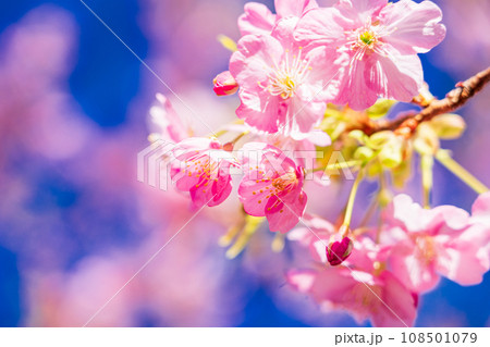 河津桜 満開 河津桜 満開 108501079