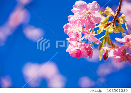 河津桜　満開 108501080