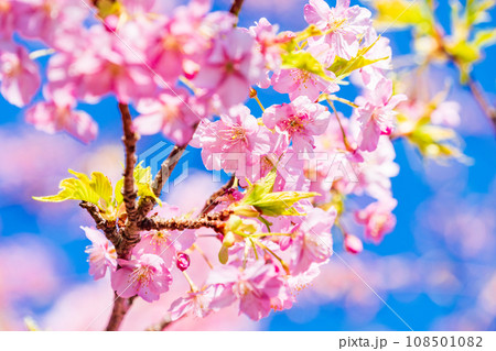 河津桜 満開 河津桜 満開 108501082