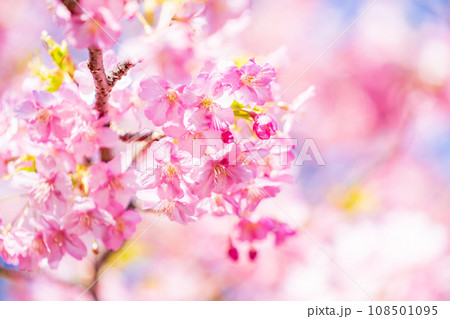 河津桜　満開 108501095