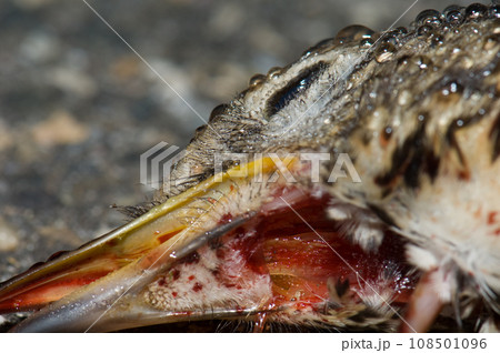 Detail of the song thrush head covered of dew drops and blood. 108501096