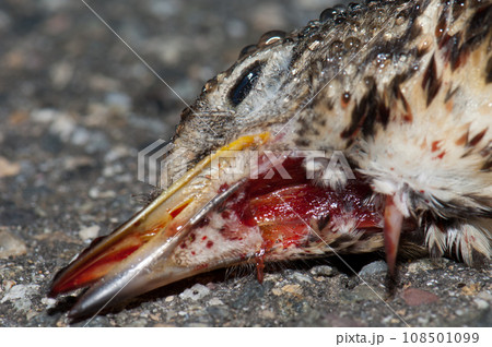 Detail of the song thrush head covered of dew drops and blood. 108501099