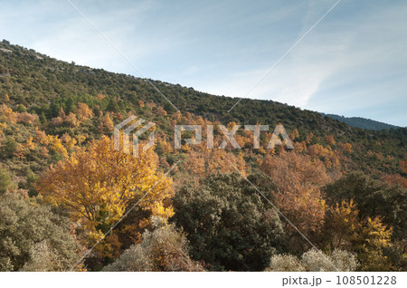 Forest. 108501228