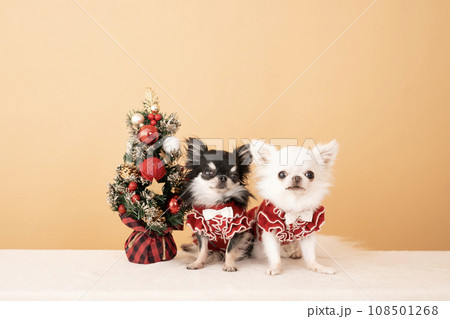 クリスマスツリーとチワワのぴーちゃんときゅっと 108501268