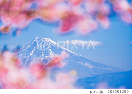 満開の河津桜と富士山 108501299