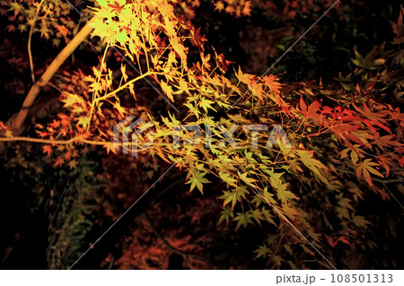【神奈川】冬の鎌倉長谷寺　ライトアップされたまだ緑が残る紅葉 108501313