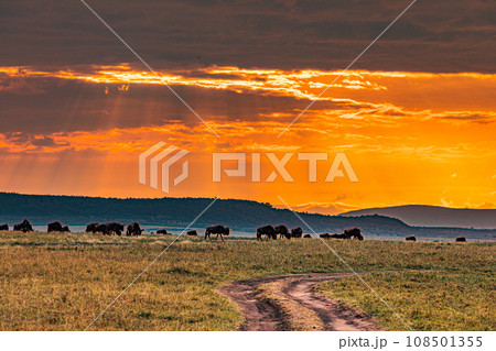 Kenyan Landscape Sunset Sunrise Sundowner Wildlife animals savannah grassland wilderness hill shrubs great rift valley maasai mara national game reserve narok county kenya east africa 108501355