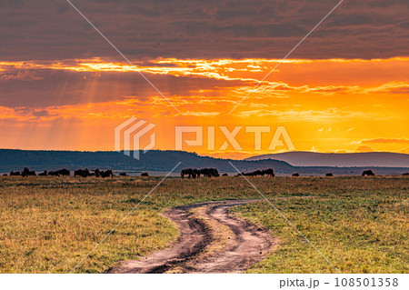 Kenyan Landscape Sunset Sunrise Sundowner Wildlife animals savannah grassland wilderness hill shrubs great rift valley maasai mara national game reserve narok county kenya east africa Kenyan Landscape Sunset Sunrise Sundowner Wildlife animals savannah grassland wilderness hill shrubs great rift valley maasai mara national game reserve narok county kenya east africa 108501358