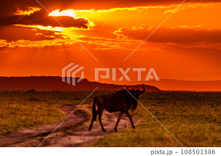 Kenyan Landscape Sunset Sunrise Sundowner Wildlife animals savannah grassland wilderness hill shrubs great rift valley maasai mara national game reserve narok county kenya east africa 108501386