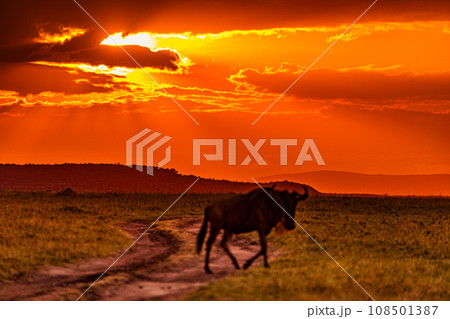 Kenyan Landscape Sunset Sunrise Sundowner Wildlife animals savannah grassland wilderness hill shrubs great rift valley maasai mara national game reserve narok county kenya east africa 108501387