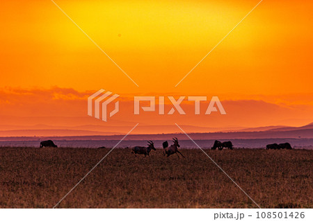 Kenyan Landscape Sunset Sunrise Sundowner Wildlife animals savannah grassland wilderness hill shrubs great rift valley maasai mara national game reserve narok county kenya east africa Kenyan Landscape Sunset Sunrise Sundowner Wildlife animals savannah grassland wilderness hill shrubs great rift valley maasai mara national game reserve narok county kenya east africa 108501426