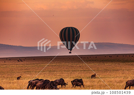 Kenyan Landscape Sunset Sunrise Sundowner Wildlife animals savannah grassland wilderness hill shrubs great rift valley maasai mara national game reserve narok county kenya east africa Kenyan Landscape Sunset Sunrise Sundowner Wildlife animals savannah grassland wilderness hill shrubs great rift valley maasai mara national game reserve narok county kenya east africa 108501439
