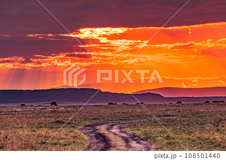 Kenyan Landscape Sunset Sunrise Sundowner Wildlife animals savannah grassland wilderness hill shrubs great rift valley maasai mara national game reserve narok county kenya east africa Kenyan Landscape Sunset Sunrise Sundowner Wildlife animals savannah grassland wilderness hill shrubs great rift valley maasai mara national game reserve narok county kenya east africa 108501440
