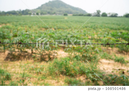 In a farm There are many cassava trees planted in rows. It is located in East of Thailand at Rayong Province In a farm There are many cassava trees planted in rows. It is located in East of Thailand at Rayong Province 108501486