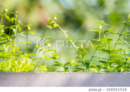 The Base of cement wall on the top side for set up product package on it with branch and leaf tree in shunshine day. The Base of cement wall on the top side for set up product package on it with branch and leaf tree in shunshine day. 108501538