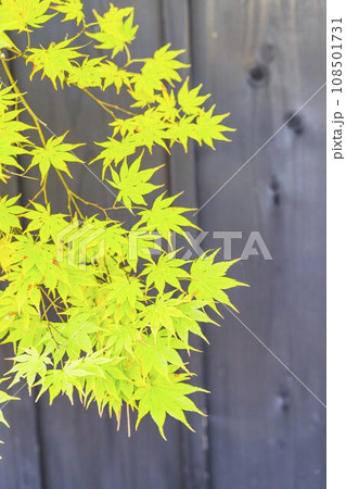 秋の角館武家屋敷通り　黒塀ともみじ　秋田県仙北市 108501731