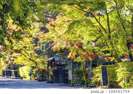 秋の角館武家屋敷通り 紅葉の風景 秋田県仙北市 秋の角館武家屋敷通り 紅葉の風景 秋田県仙北市 108501754