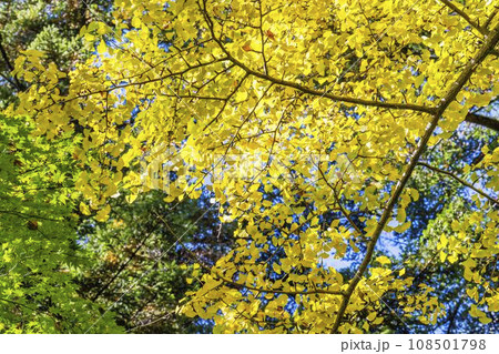秋の角館武家屋敷通り 伝建群管理事務所(公開資料室)のイチョウ 秋田県仙北市 秋の角館武家屋敷通り 伝建群管理事務所(公開資料室)のイチョウ 秋田県仙北市 108501798