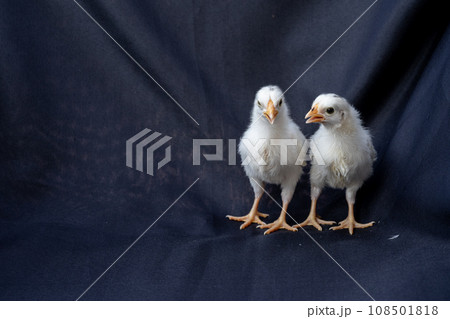 two baby Hamburg Chicken are standing on dark cloth background. two baby Hamburg Chicken are standing on dark cloth background. 108501818