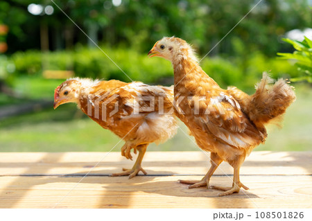 2 chicks 1-2 months Hybrid Rhode Island Red are standing on a garden wooden table in the morning with sunlight.. 2 chicks 1-2 months Hybrid Rhode Island Red are standing on a garden wooden table in the morning with sunlight.. 108501826
