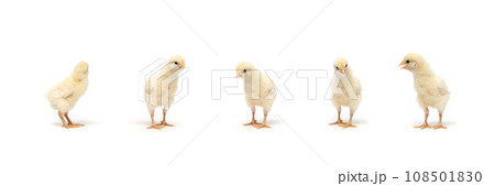 Chicken Rhode Island white in the row on white background in studio light 108501830