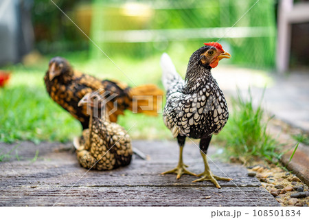 Three Sebright Chicken smart post on a wooden floor in the outdoor backyard home garden in the afternoon time. 108501834