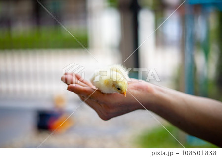 Yellow adorable chick on human man hand in outdoor light with blur background. Yellow adorable chick on human man hand in outdoor light with blur background. 108501838